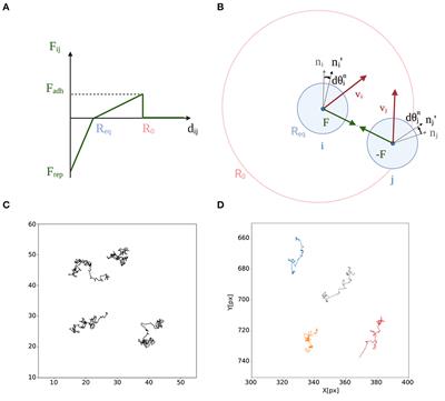 Heterogeneous individual motility biases group composition in a model of aggregating cells